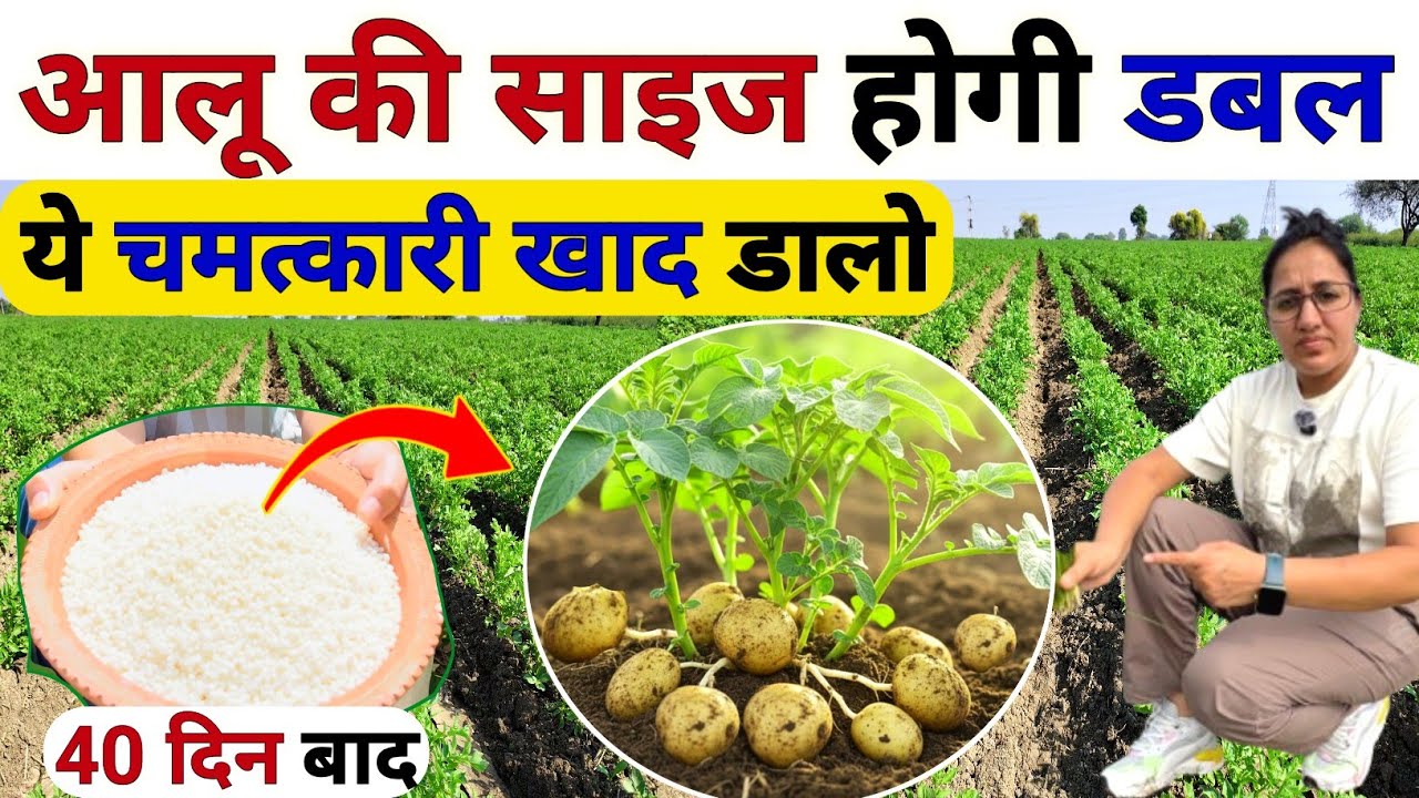 आलू की साइज बढ़ाने वाला पावरफुल फर्टिलाइजर 🥔🔥| aalu ki size badhane wala fertilizer | Aalu ki kheti