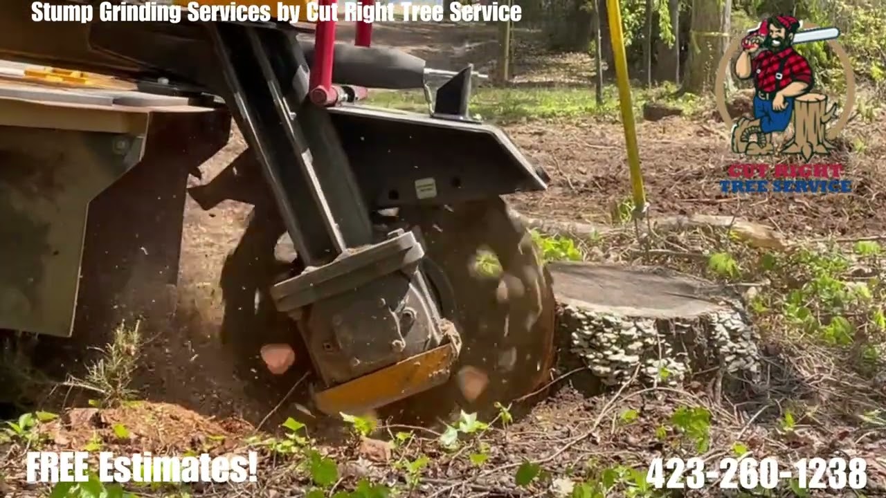 Stump Grinding Services by Cut Right Tree Service