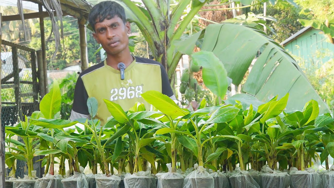 জি ৯  কলার চারা বাংলাদেশের যে কোনো জেলায় ঘরে বসে পেয়ে পাবেন ।