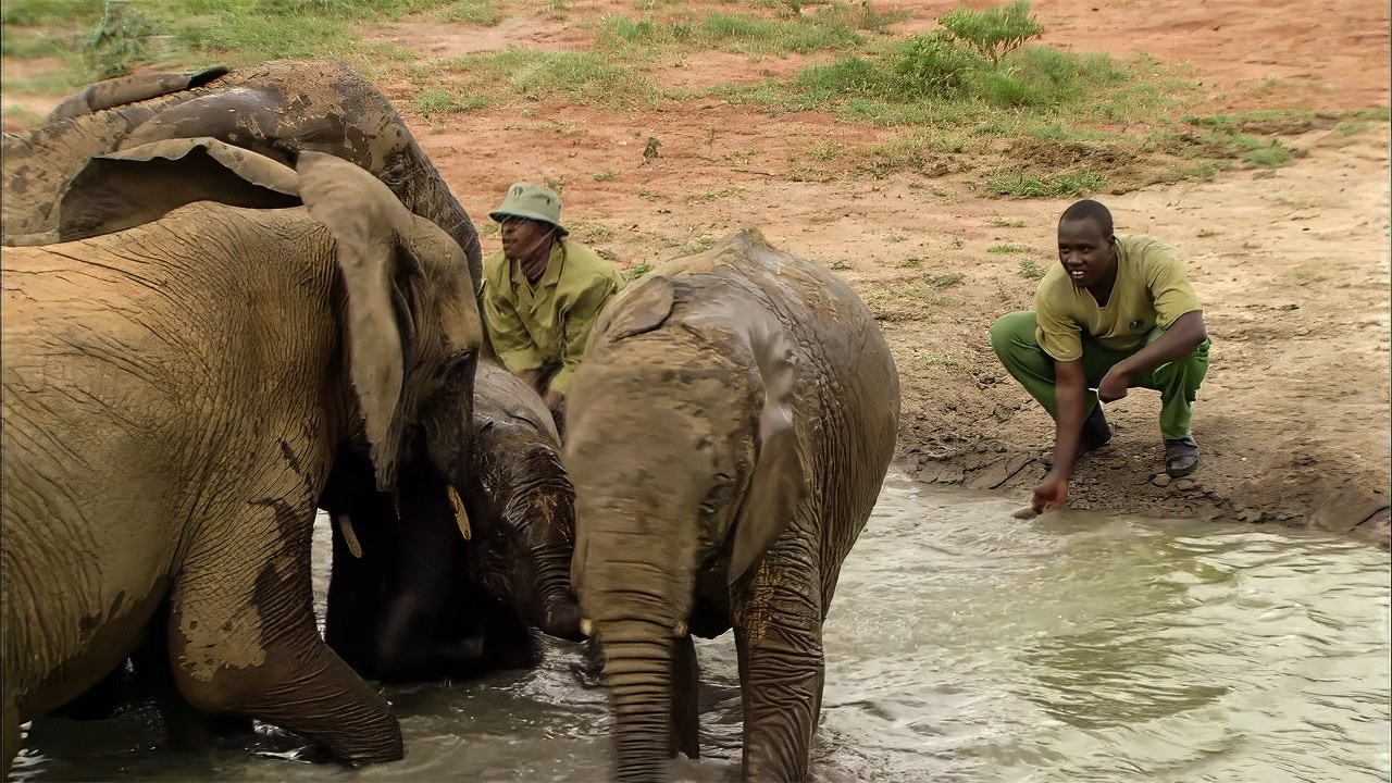Возвращение слонят домой начинается