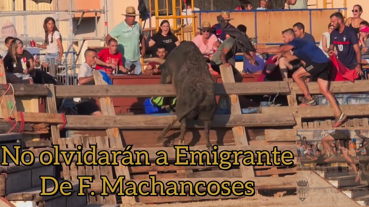 Santa Barbara 2025 ( Colilla - Faraona - Emigrante - Concurso de Ganaderías F.Machancoses 