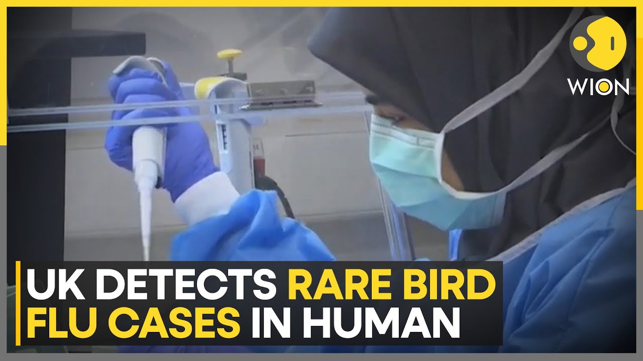 UK Detects Rare Bird Flu Cases In Human; Person Effected At A Farm In England | World News
