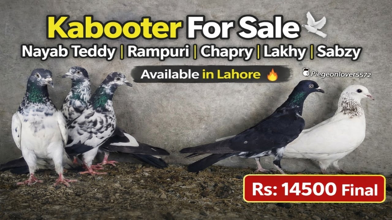 Kabooter For Sale in Lahore 🕊️ | Teddy Rampuri Chapry Lakhy Sabzy | High Quality Pigeons
