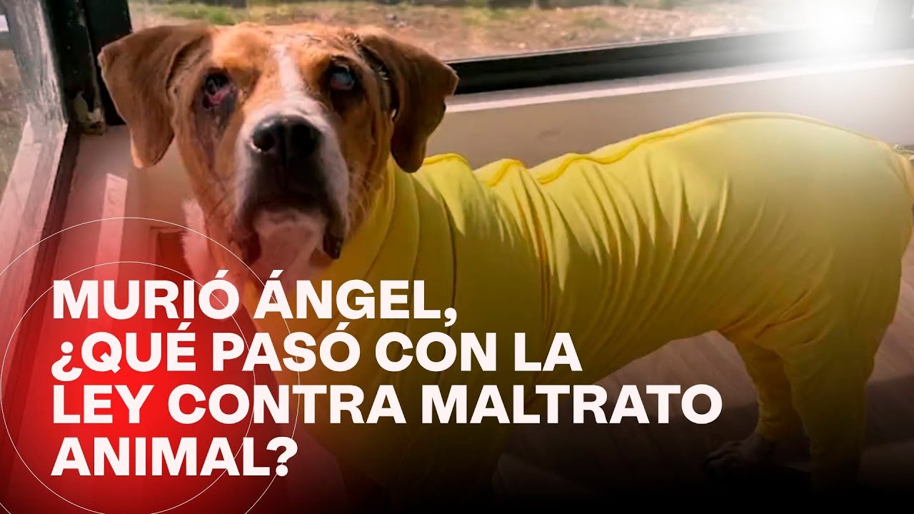¿Cómo va la ley Ángel contra el maltrato animal en el Congreso?