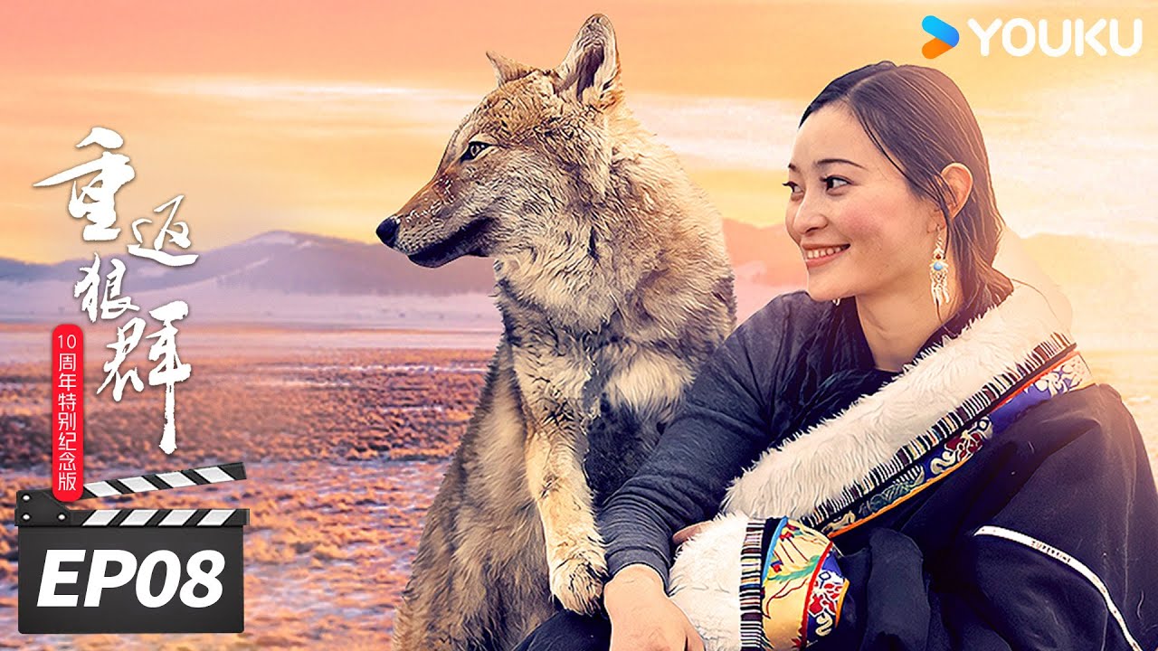 ENGSUB【FULL】重返狼群 10周年特别纪念版 EP08 天地狼心 | 🌟狼王格林催泪后续 | 李微漪 / 亦风 | 纪录片 | 优酷华语剧场