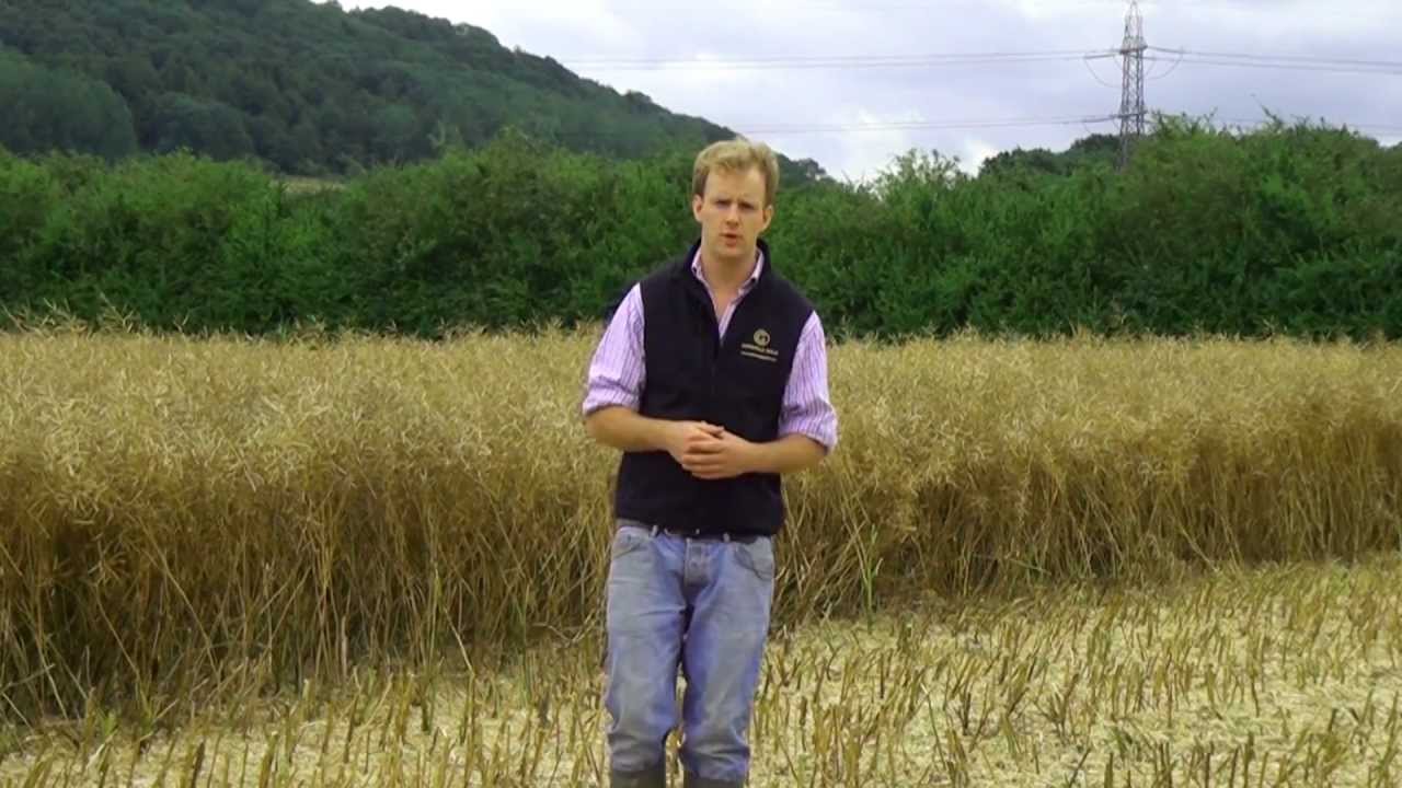 Cotswold Gold from Field to Bottle