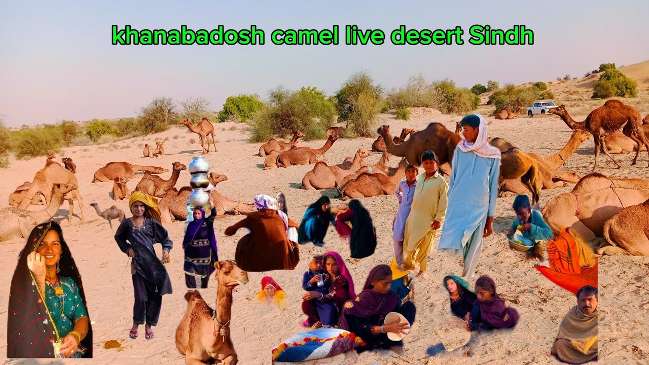 Camel Vlog: Desert ki Shaan (Camel Vlog: The Pride of the Desert (Sindh) vlogs 