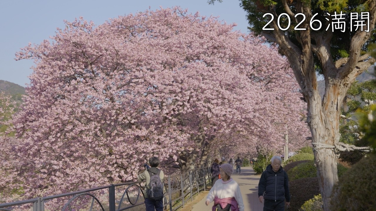 伊豆の河津桜【4K】【2026.2.16撮影】