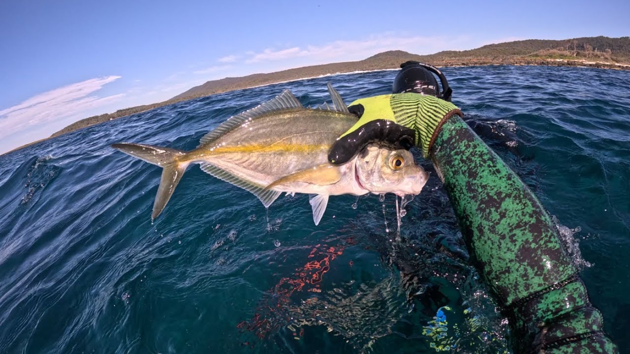 Winter Spearfishing NSW, Australia - LOBSTERS AND SEAL