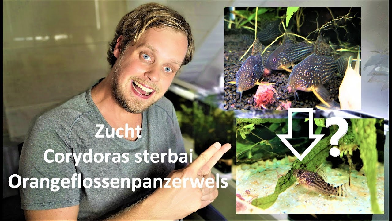 Zucht Corydoras sterbai - Orangeflossenpanzerwels