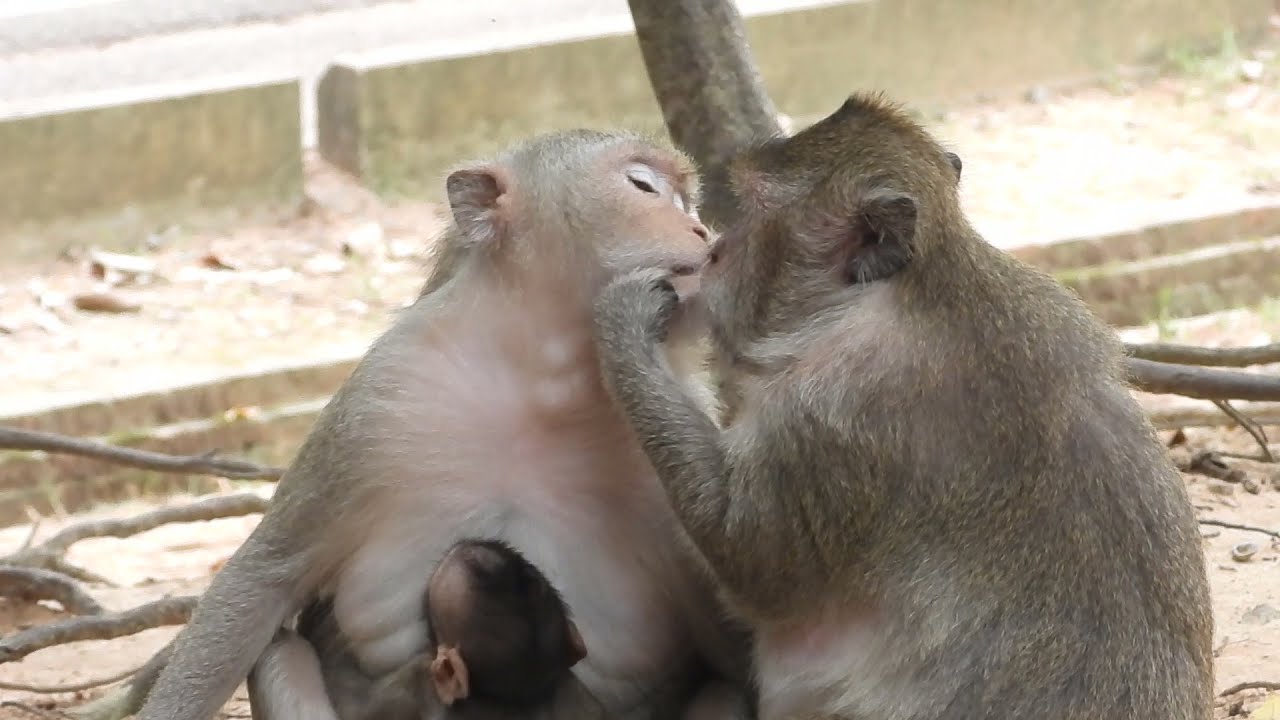 Cute baby monkey Cinn getting yum milk fall asleep whit mum Cruella