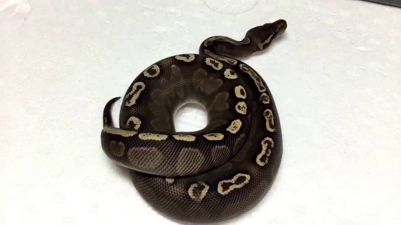 Quick Clip: New Addition - Black Pastel GHI