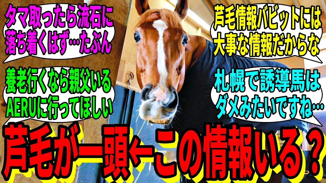 【競馬の反応集】「バビット、芦毛が一頭しかいない京都で引退」に対する視聴者の反応集