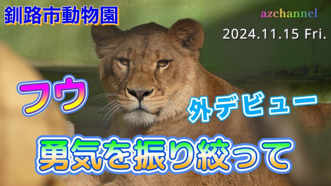【釧路市動物園ライオン】フウの勇気を振り絞って！外デビュー💯🎉ゆうひの咆哮にビックリ‼️Let’s applaud Fu for their courageous act!