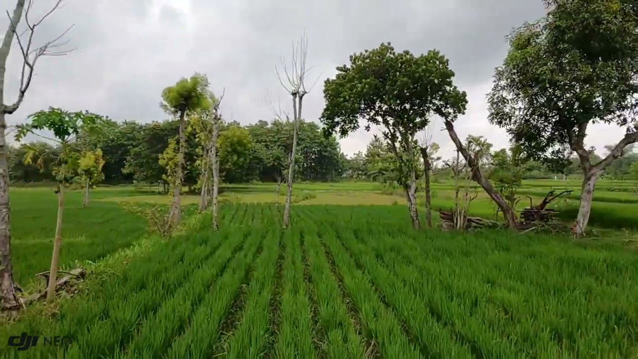 Dji neo • terbang di sawah sambil blusukan