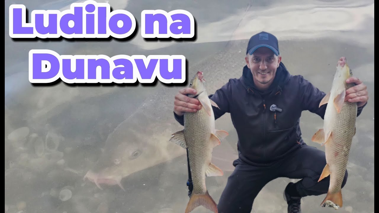 Feeder pecanje krupne mrene i plotice na Dunavu