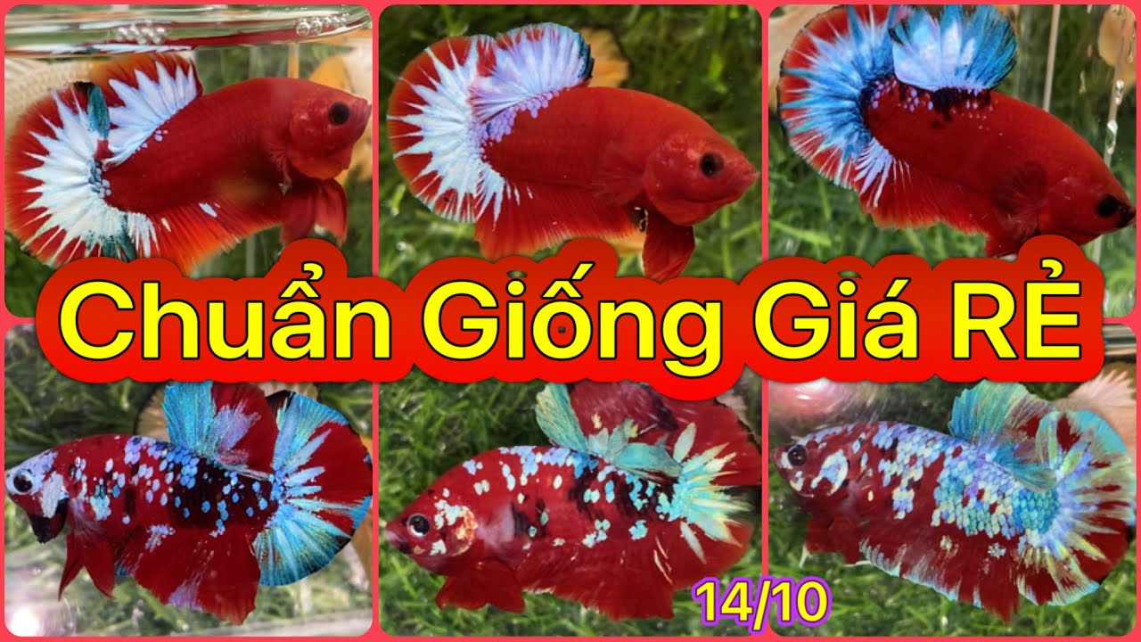 ĐỢT CÁ BETTA NGÀY 14/10/2022 SIÊU SALE CUỐI TUẦN || BETTA SUMO