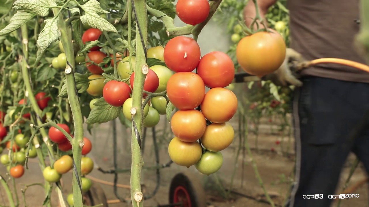 Desinfección de suelos agrícolas con ozono de Agrozono