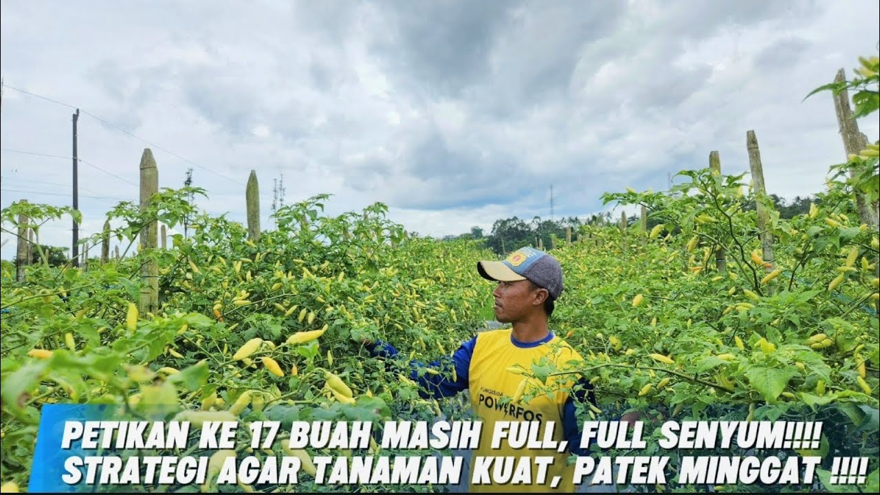 Petikan ke 17 dan Buah Masih Lebat !! Cabe Tahan Layu dan Patek!!!