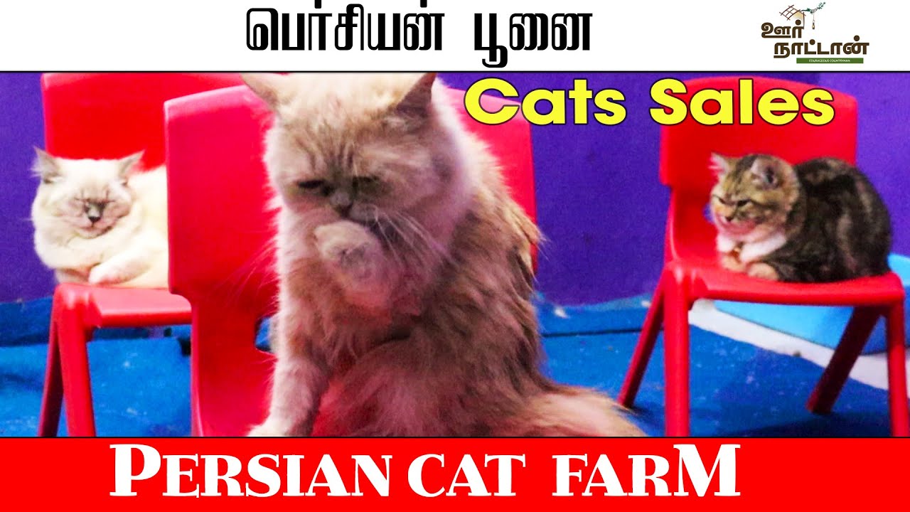 Ферма персидских кошек | Котята | Разнообразие пород кошек | Методы ухода за персидскими кошками ...