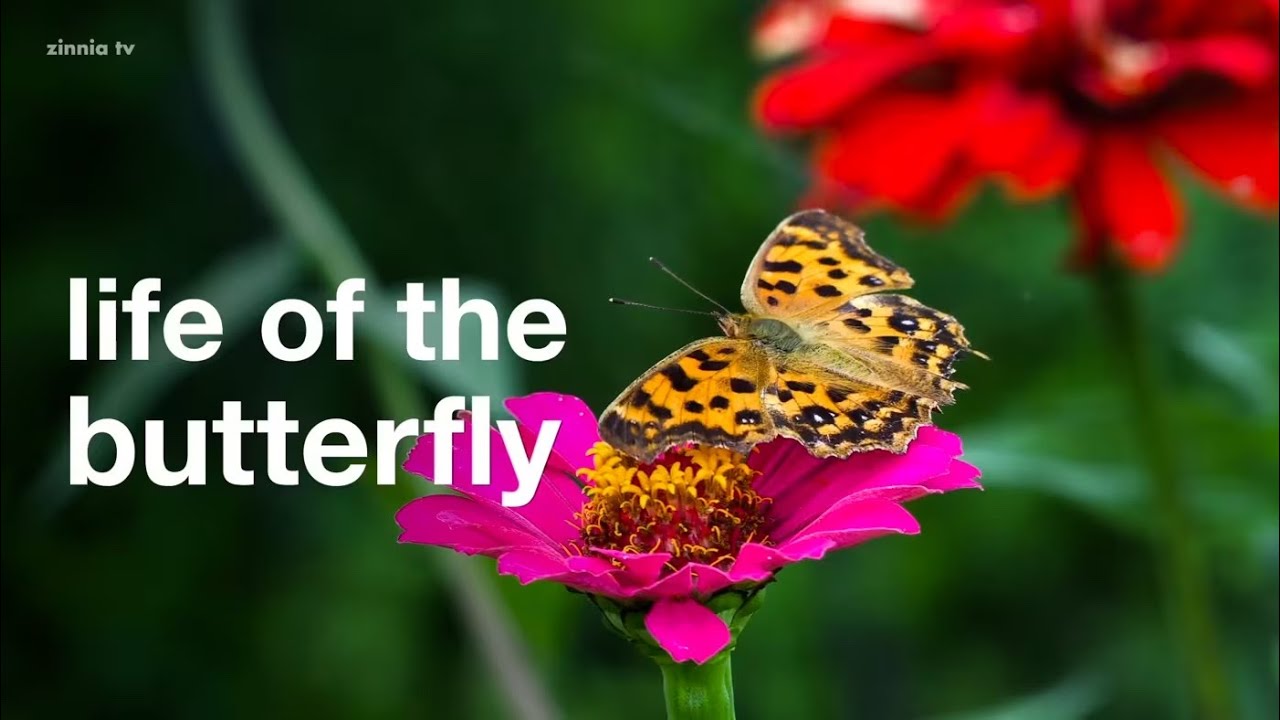 Life of the Butterfly - Zinnia TV