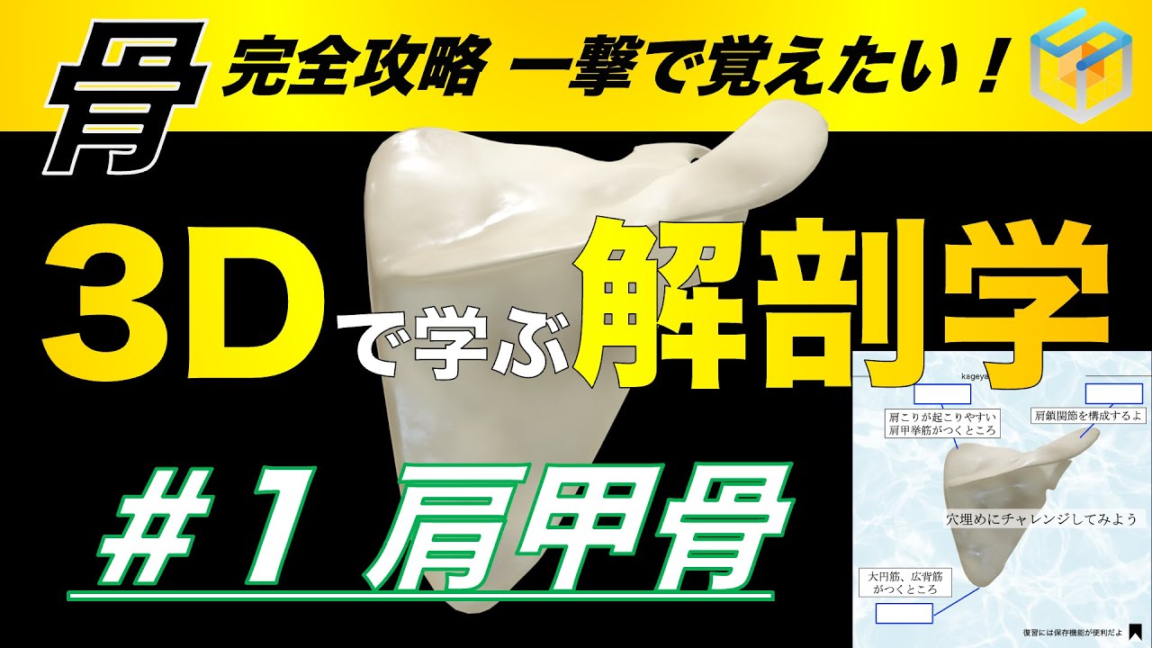 ＃1 肩甲骨【3Dで学ぶ解剖学】リメイク完成✨3Dの骨作り始めました👍　#肩甲骨 #肩甲骨はがし