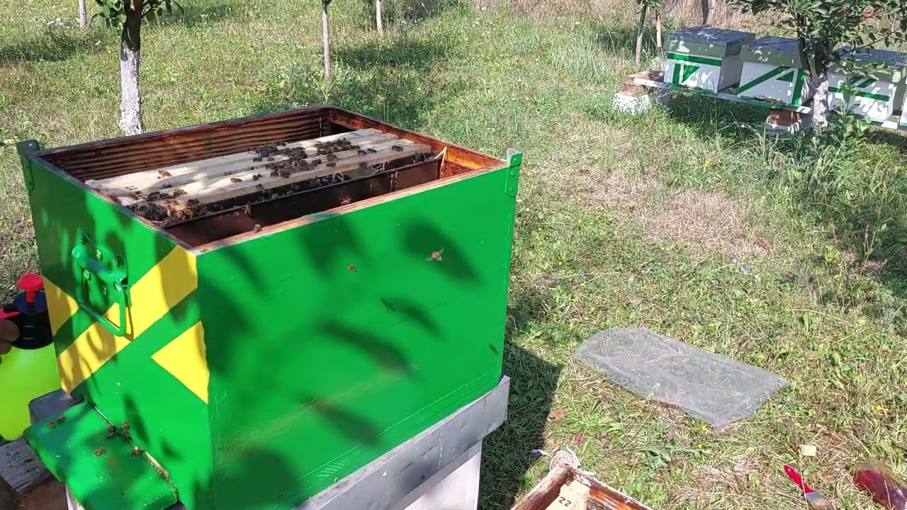 1256. Tratament nou impotriva puietului  varos