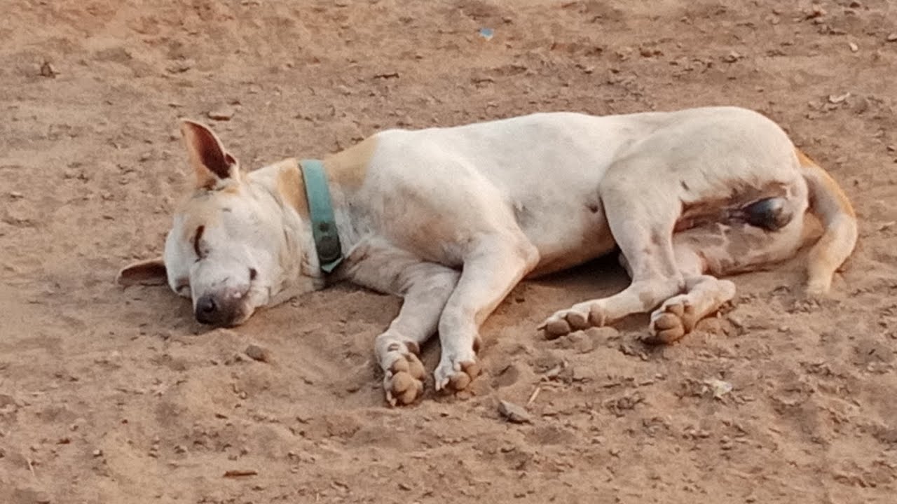 dog playing |ମୋର କୁକୁର କଣ କରୁଛନ୍ତି |#doglover