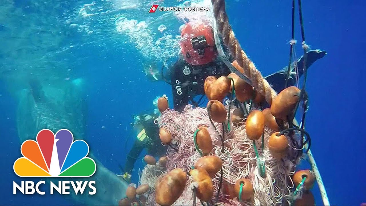 Watch: Italian Divers Free Whale From Fishing Nets | NBC News