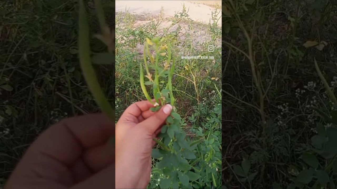 #CleomeViscosa#WeedControl#InvasiveSpecies#PlantIdentification#NatureLovers#Wild#BotanicalStudies