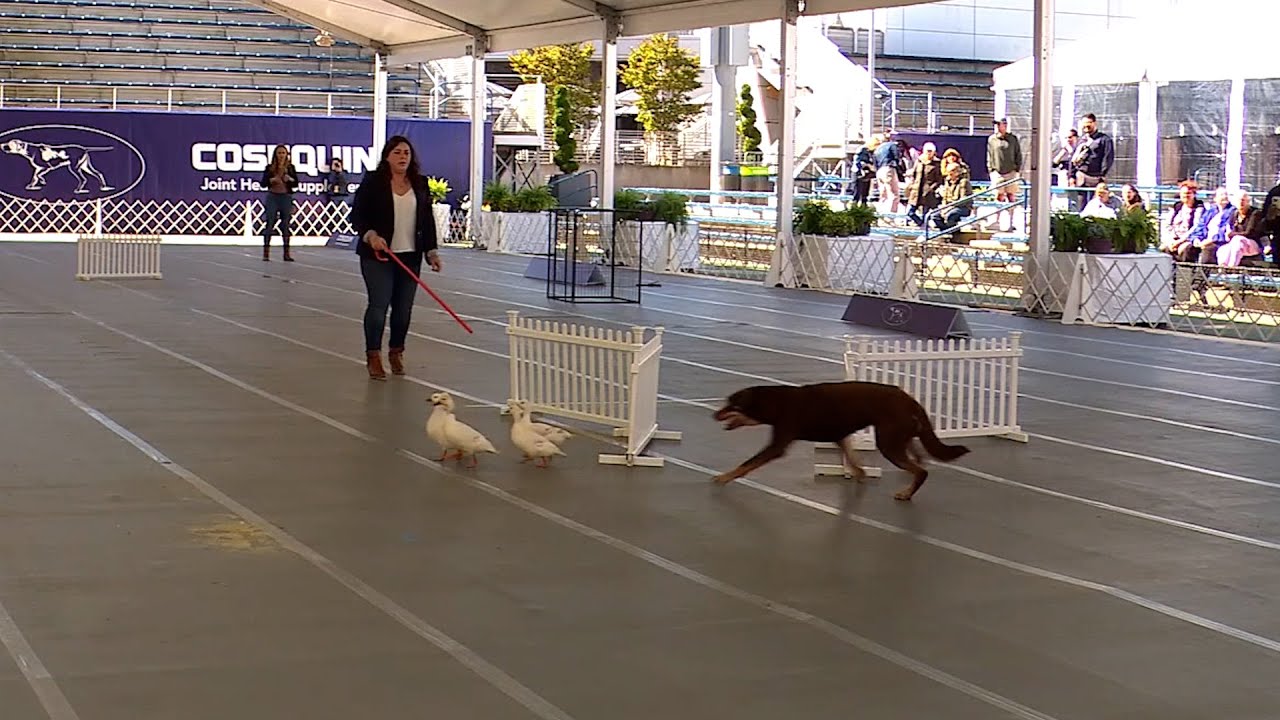 Herding | 2024