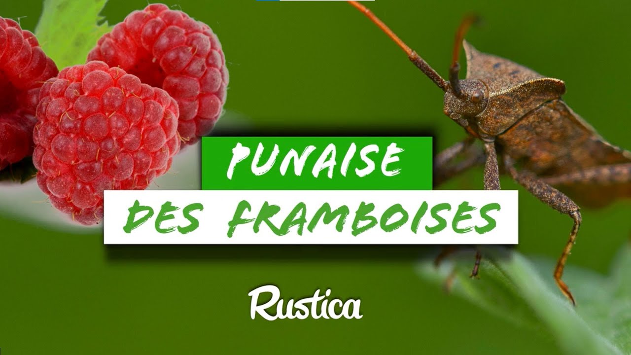 Framboisier attaqu&eacute; par des PUNAISES 😨