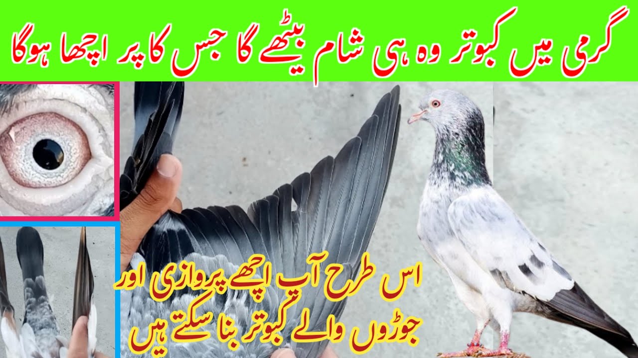 Acchay Parwazi aur Joro walay Kabootar Banany Ka Sub Sy Asan Tarika | Pigeon Day1