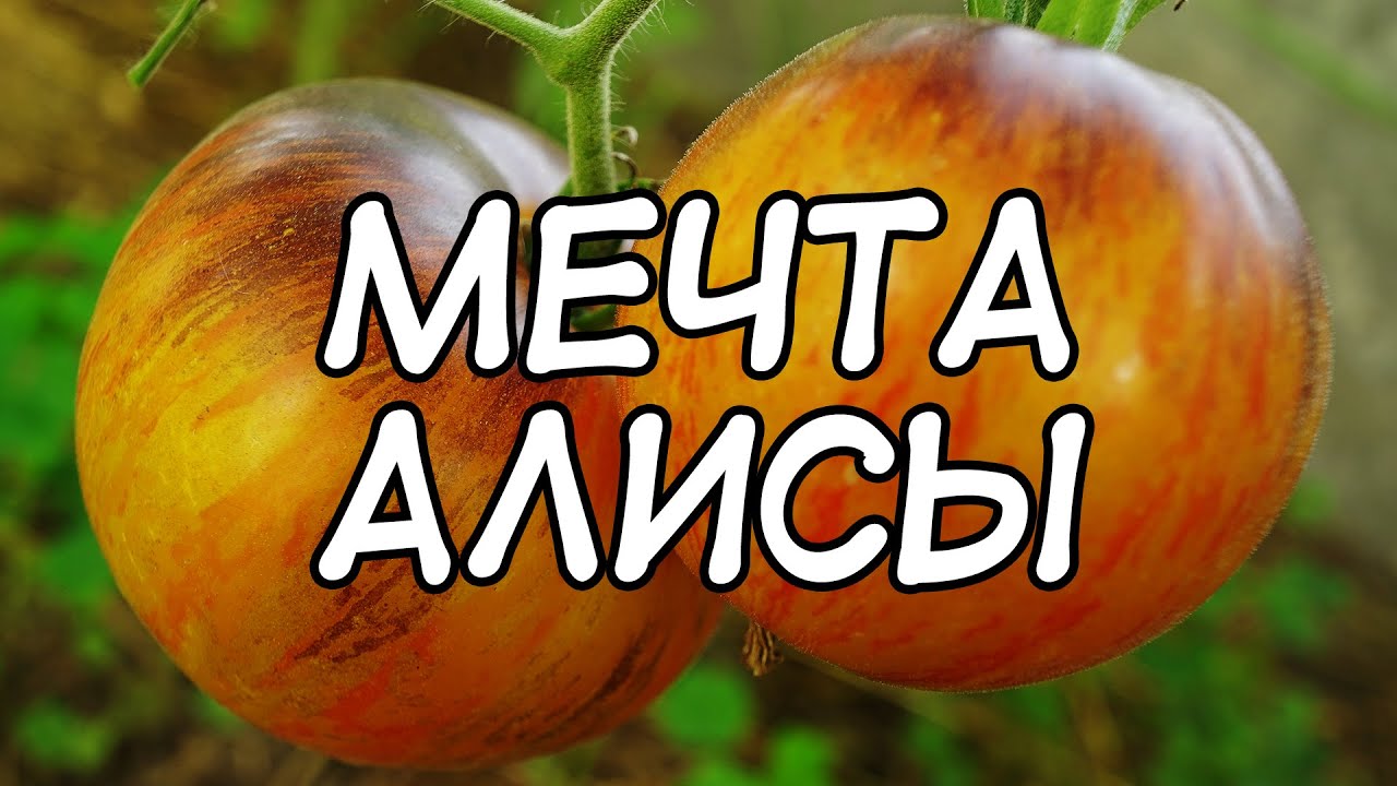 Томат Мечта Алисы