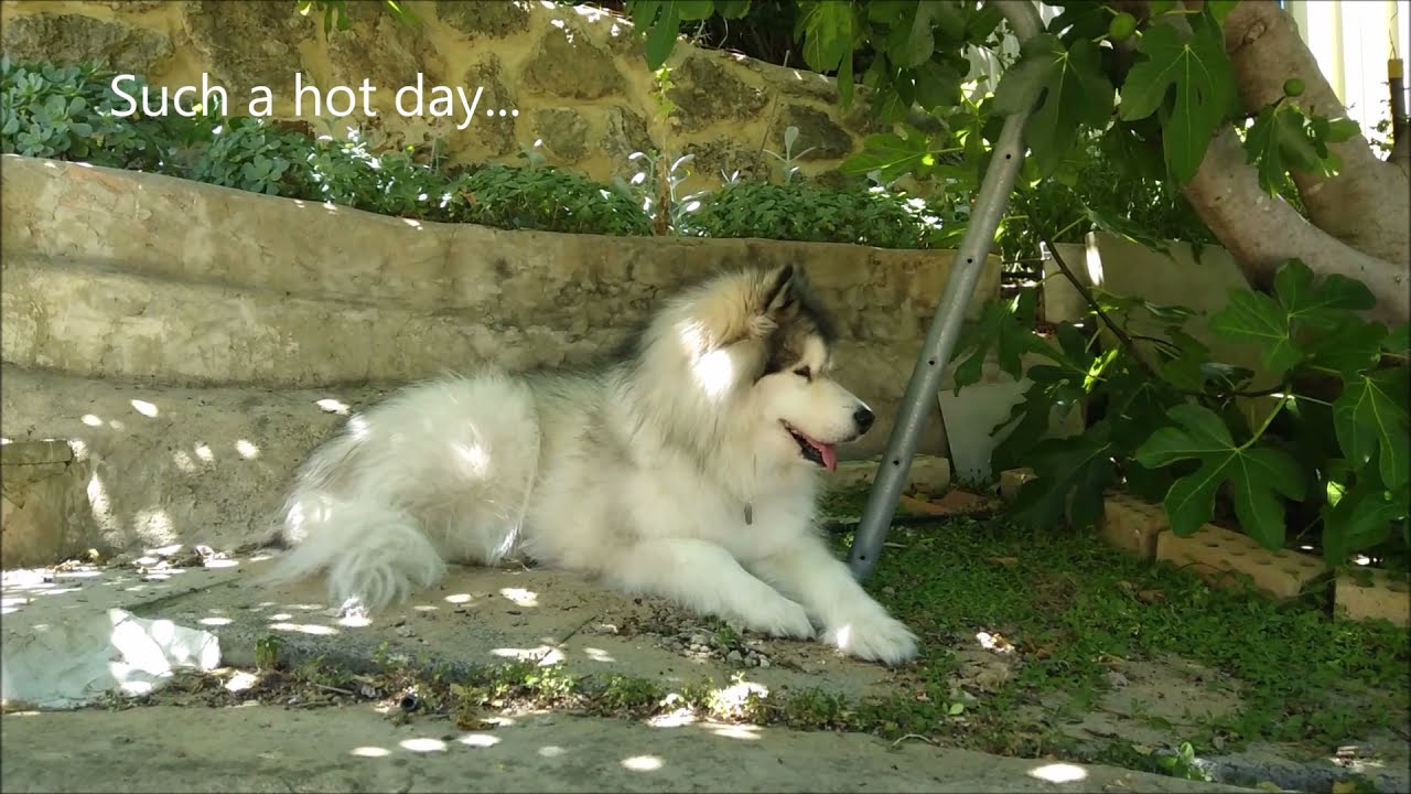 Alaskan malamute...One Summer Day with Suzi