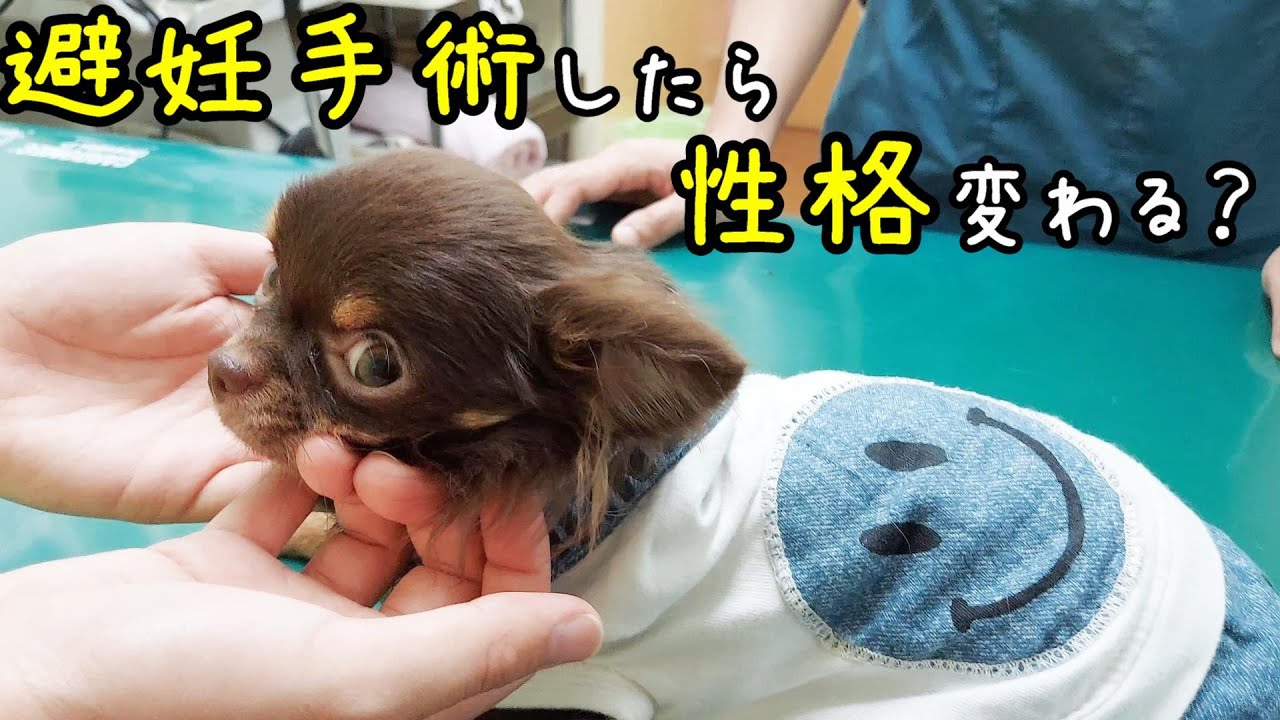 体重が少ない犬の避妊手術を考えています。そんな父が疑問や悩みを獣医師にぶつけてきました。