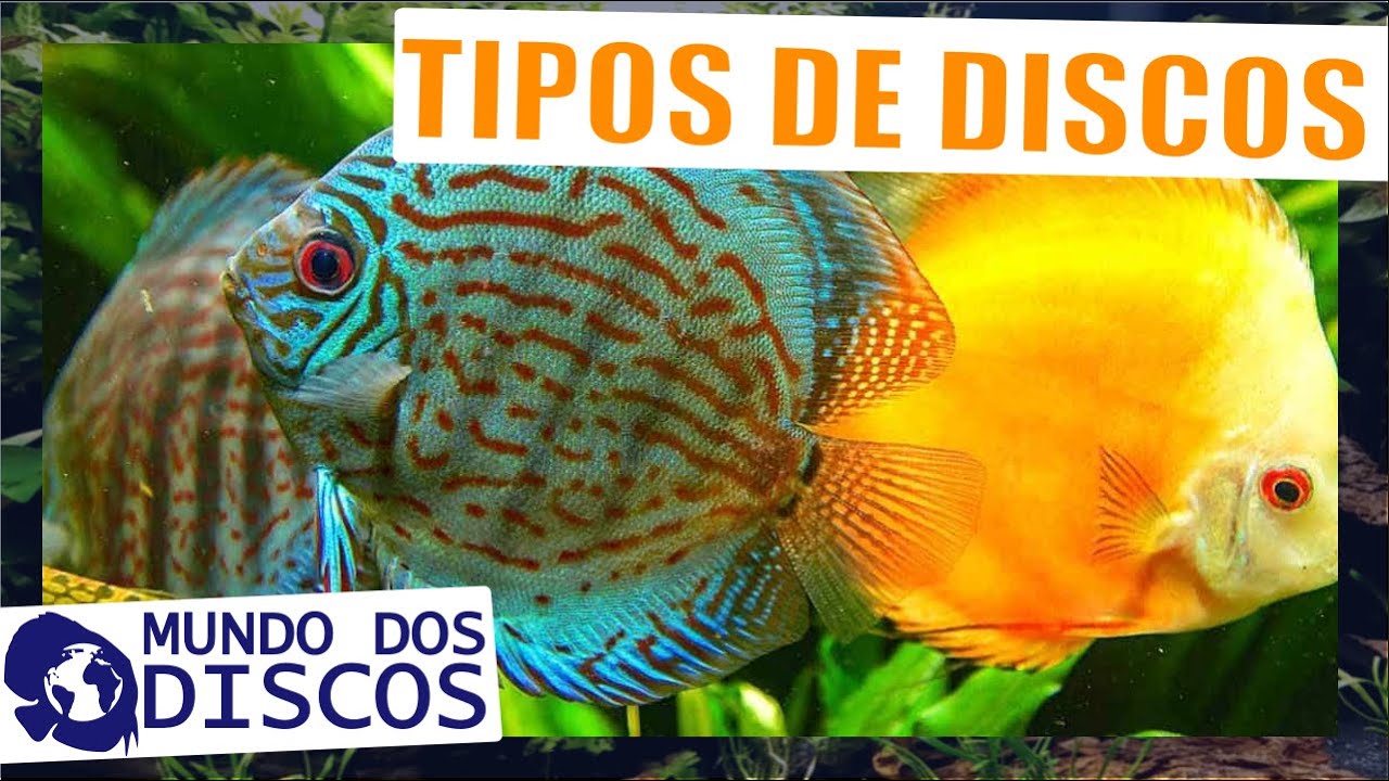TUDO SOBRE TIPOS DE ACARÁS DISCOS!