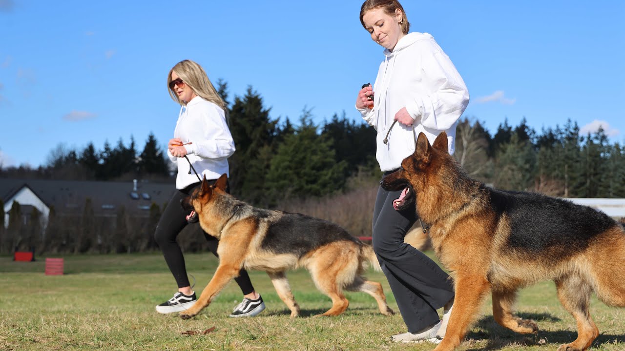 Training, Fun, and German Shepherds: A Perfect Combo! | Kraftwork K9 Pro