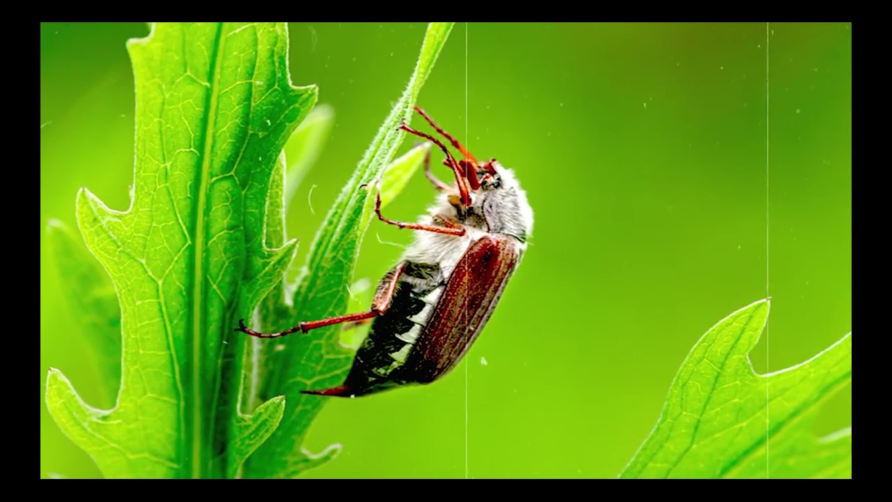 Insects Cry This Night for Sleeping So Good-Insects Sounds| 5:34 Minutes