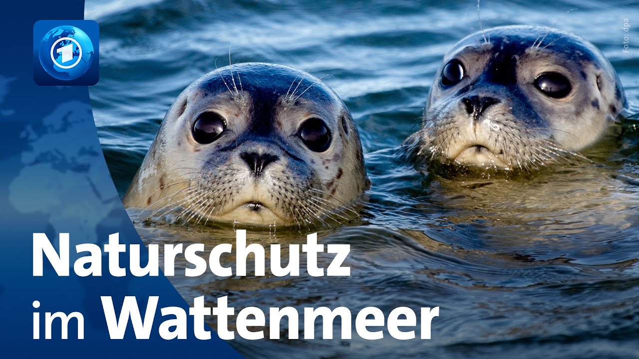 Wattenmeer: 50 Jahre Naturschutzgebiete