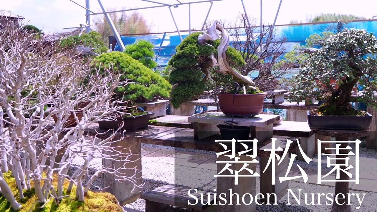 [4K] 盆栽翠松園 松末 浩二先生の園に伺いました