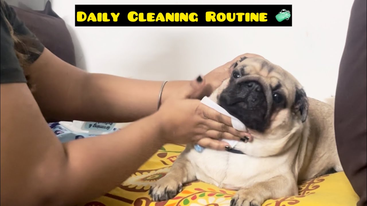 Cleaning my dogs paws after walk | Daily paw cleaning to keep my baby healthy and happy #dogcaretips