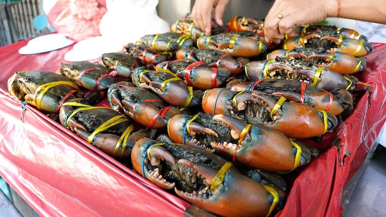 특별한 해산물 비디오 모음 Special Seafood Video Collection