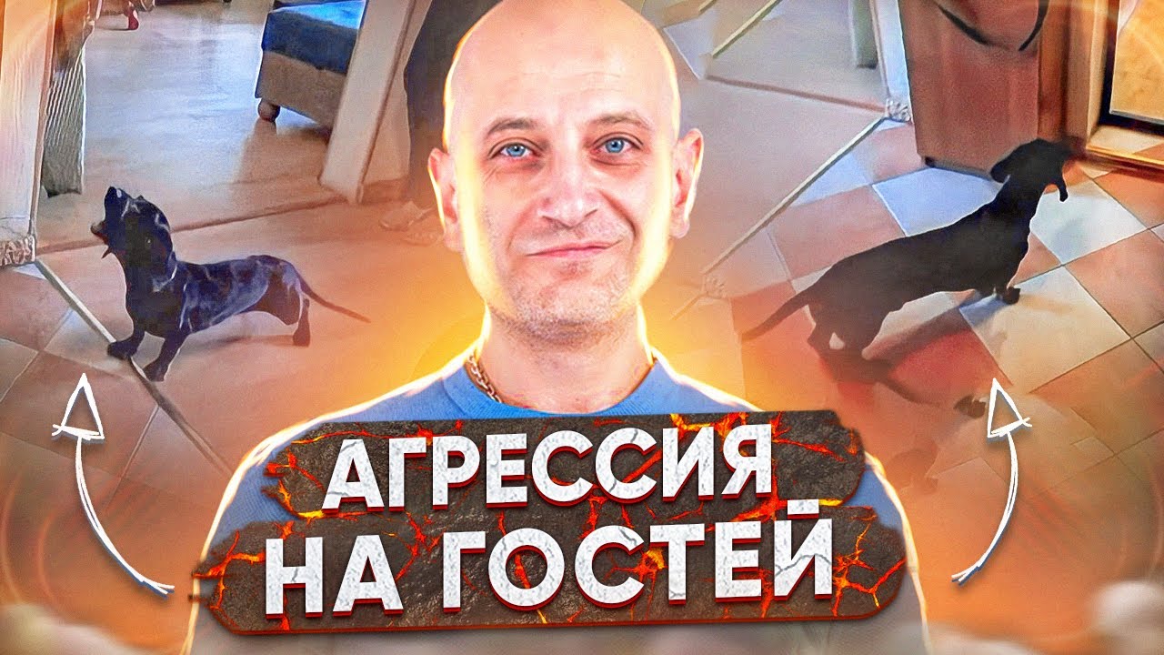 Агрессия на гостей(Такса)