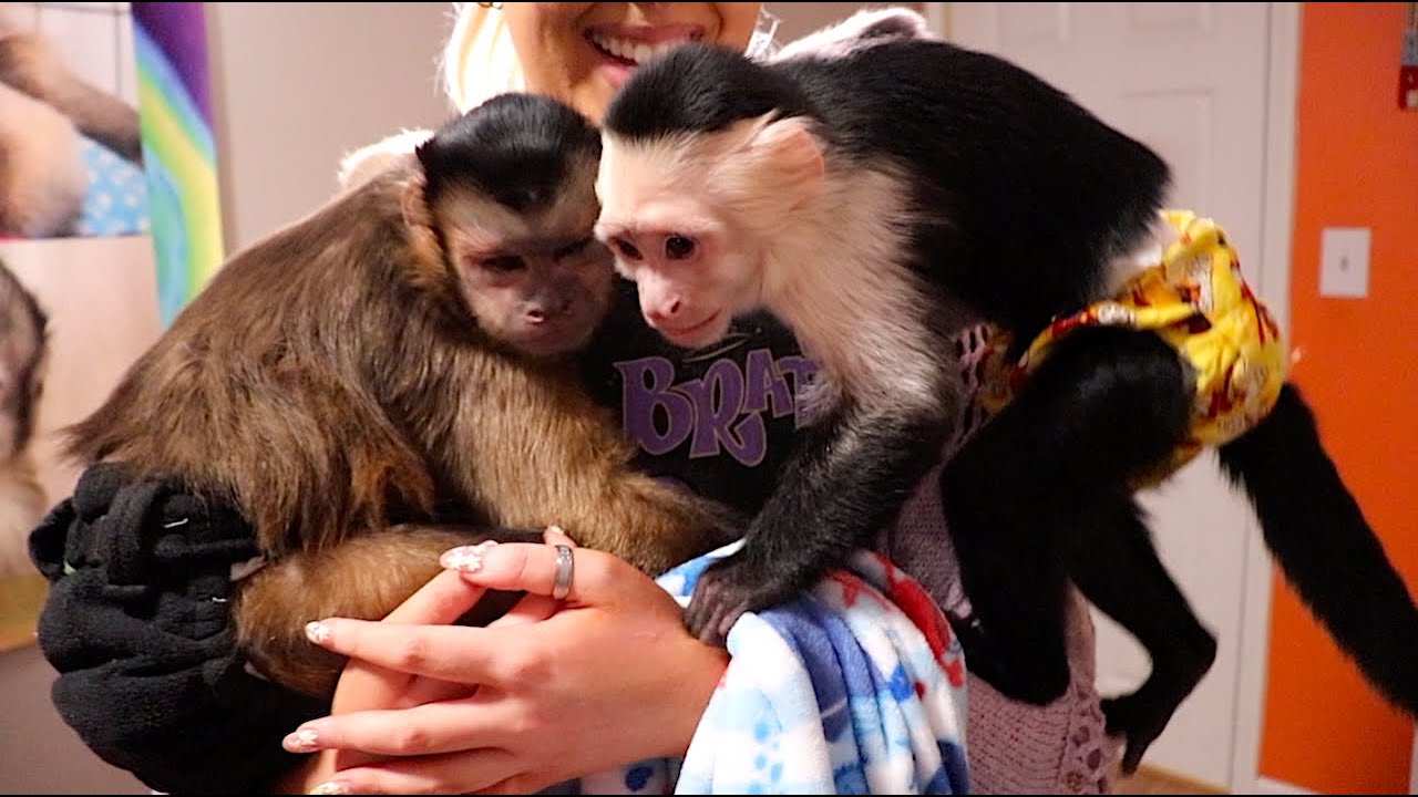 Monkey Play Room Play Date!