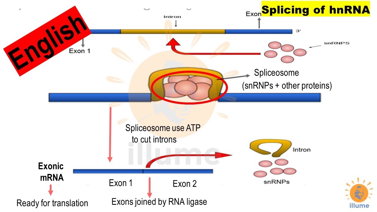 mRNA Processing or Maturation after Transcription (English) | RNA Splicing | hnRNA