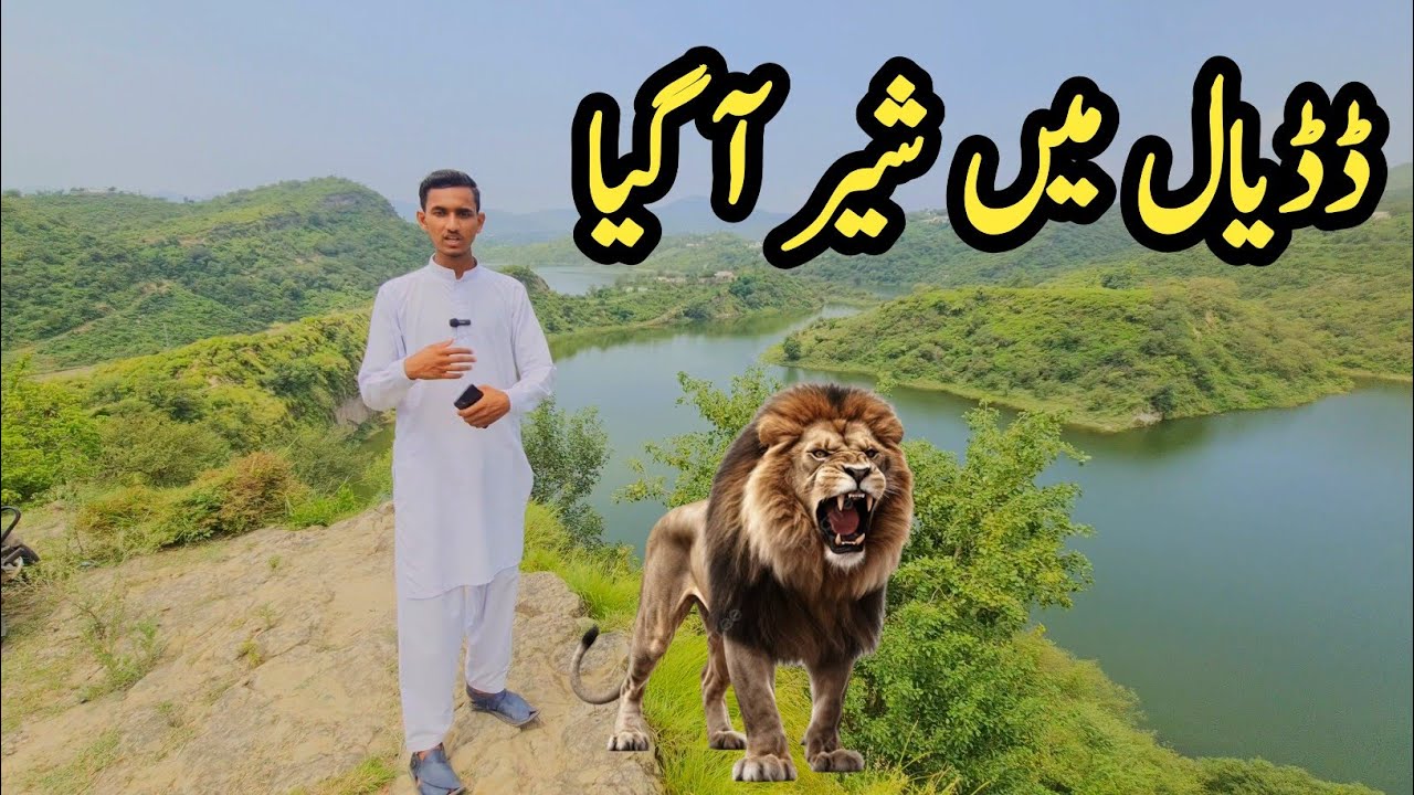 A lion came to Dadyal|Fear spread among the people