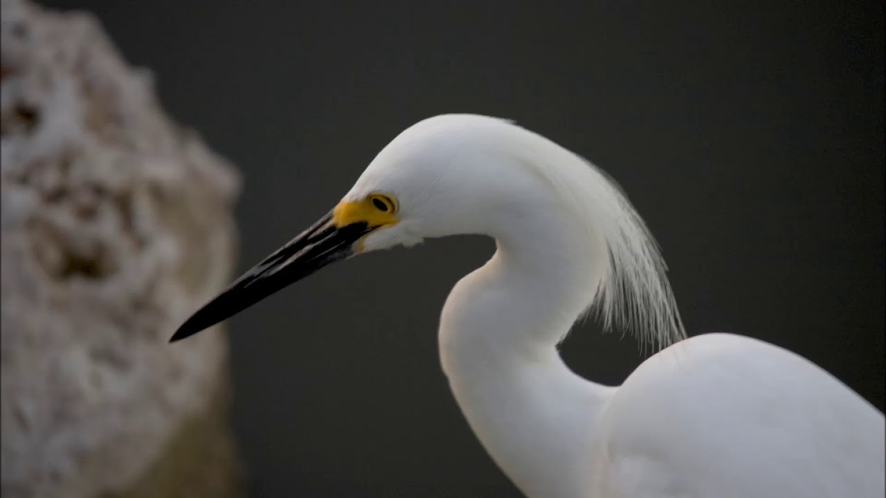 Snowy Egret or Great Egret