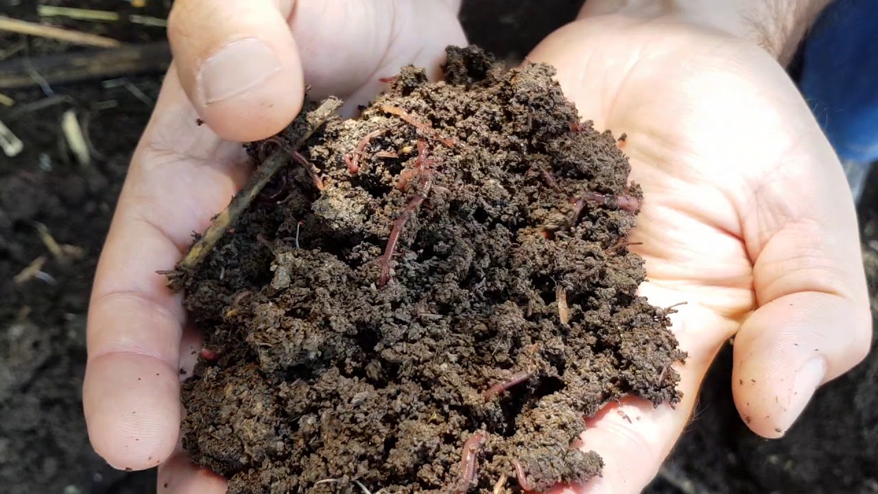 БИОГУМУС НИМА ЎЗИ ? Қандай тартибда тайёрланади ? Барча жараёнлари хақида маълумотлар видеолавхаси.