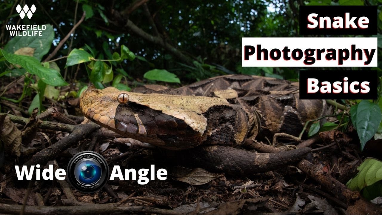 How to Shoot Wide Angle Photos! Snake Photography Basics with the Nikon FISHEYE 8-15mm f/3.5-4.5E ED